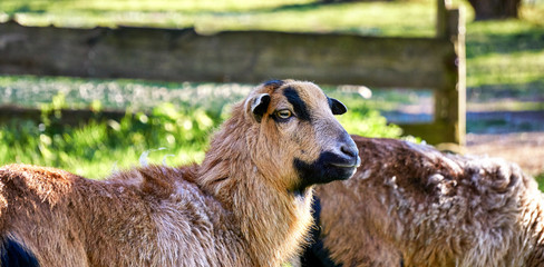 Portrait of a Cameroon sheep. Breed Ovis Aries.