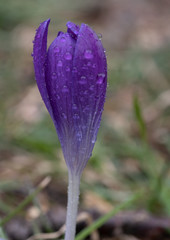 Wet Crocus