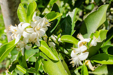 White Orange Blossoms