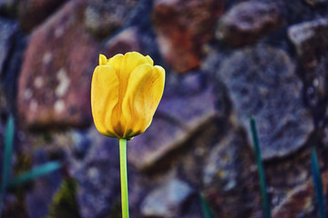 Close-up of a yellow tulip bloom with dark blurred background.