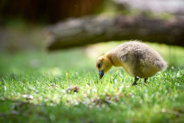 Canada goose gosling grazing (Branta canadensis)