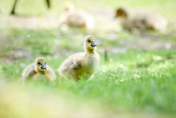 Canada geese goslings (Branta canadensis)