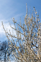 Des fleurs dans les branches