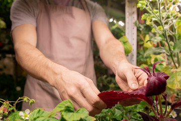 Close-up of unrecognizable grower in apron touching leaves of plant in greenhouse while examining its humidity