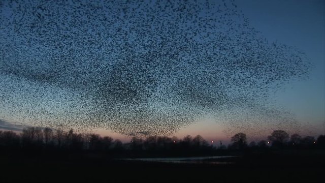 Amazing sight of thousands of birds making shapes in the sky UK 4K