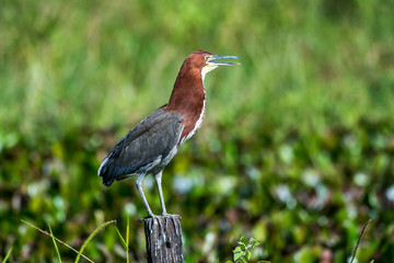 Rufescent Tiger Heron photographed in Corumba, Mato Grosso do Sul. Pantanal Biome. Picture made in 2017.