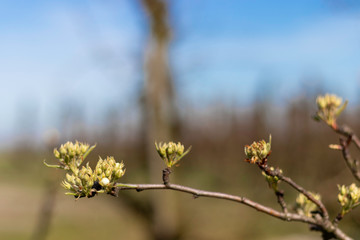 Bourgeons et fleurs de poirier