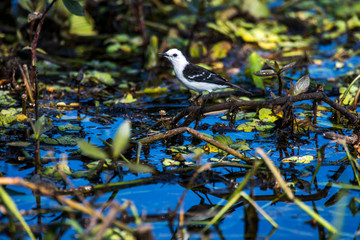 Black backed Water Tyrant photographed in Corumba, Mato Grosso do Sul. Pantanal Biome. Picture made in 2017.
