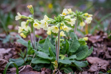 First spring flower, Primula veris
