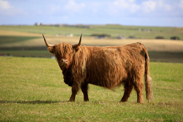Orkney (Scotland), UK - August 09, 2018: Highland cow, Orkney, Scotland, Highlands, United Kingdom