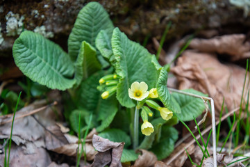First spring flower, Primula veris