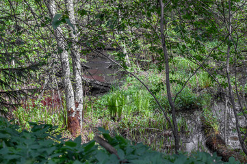 Part of the forest with birch, alder, puddles with melt water and fallen trees on a warm, spring day