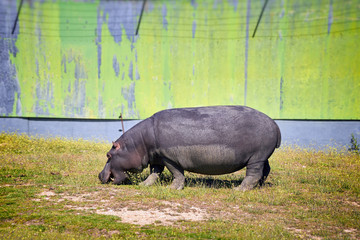 Captive Hippo grazing
