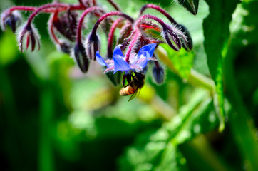 Honeybees on borage flowers.