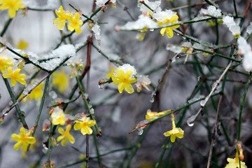 Pflanze Winter jasmin, Jasminum nudiflorum, mit gelben Blüten und Schnee im Winter