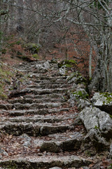 Fototapeta premium Nature landscape of autumn, Footpath in dark forest, road to grotto Maria Magdalena, The earth is covered with yellow leaves, Pathway with journey concept, Road trip through rows of tree trunks