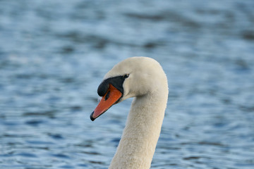 Mute Swan