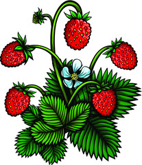 Vector Color Wild Strawberries Illustration
