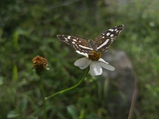 butterfly on flower