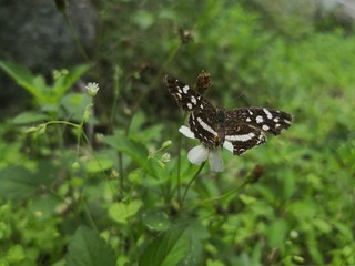 butterfly on grass