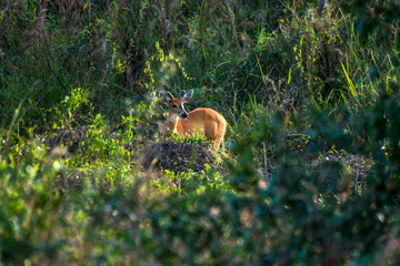 Obraz premium Marsh deer photographed in Corumba, Mato Grosso do Sul. Pantanal Biome. Picture made in 2017.