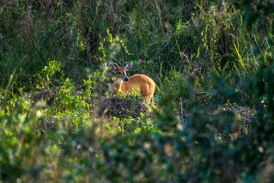 Marsh deer photographed in Corumba, Mato Grosso do Sul. Pantanal Biome. Picture made in 2017.
