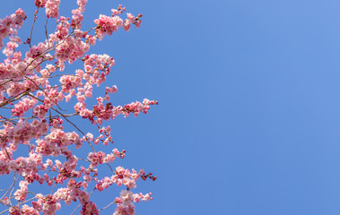 Close up of bherry blossom branches against clear blue sky