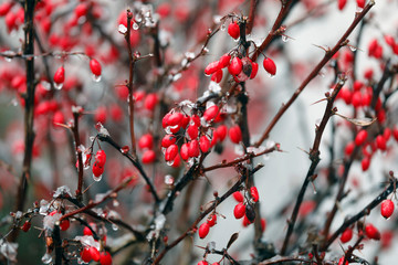 Pflanze Berberitze Berberis vulgaris mit roten Früchten, Beeren, Schnee