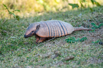 Six banded armadillo photographed in Corumba, Mato Grosso do Sul. Pantanal Biome. Picture made in 2017.