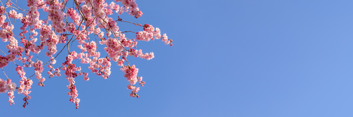 Close up of bherry blossom branches against clear blue sky