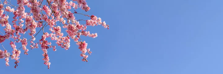 Foto op Canvas Close up of bherry blossom branches against clear blue sky © Manpreet
