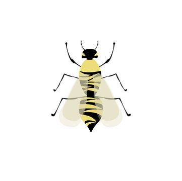 wasp flat top view. vector illustration