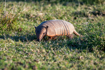 Six banded armadillo photographed in Corumba, Mato Grosso do Sul. Pantanal Biome. Picture made in 2017.