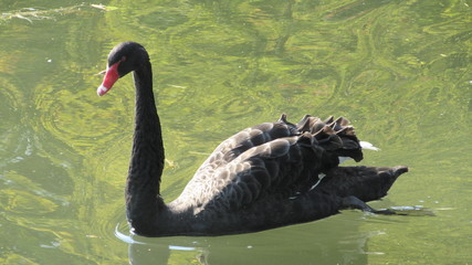Fototapeta premium swan on lake