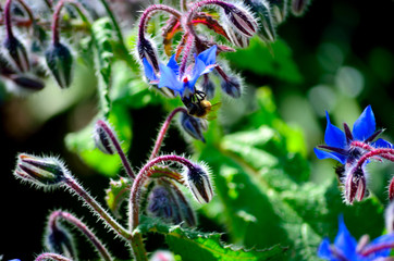 Obraz premium Honeybees on borage flowers.
