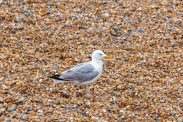 Single seagull, larus argentatus, on the pebble beach of Brighton, East Sussex, England