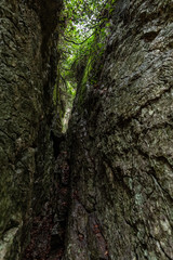 Nature landscape of autumn, Crevice in the rock, road to grotto Maria Magdalena, The earth is covered with yellow leaves, Pathway with journey concept, Road trip through rows of tree trunks