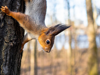 Naklejka na ściany i meble Red squirrel posing on a tree. Portrait of a funny furry squirrel with funny furry ears sitting on a tree