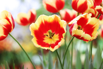 red and yellow flowers tulips close up