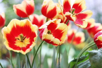 red and yellow flowers tulips close up