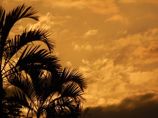 sunset with palm trees