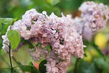double lilac flowers close up