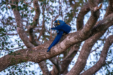 Hyacinth Macaw photographed in Corumba, Mato Grosso do Sul. Pantanal Biome. Picture made in 2017.