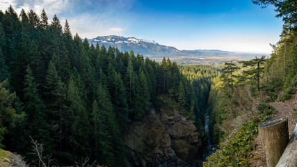 Fototapeta premium A forest full of trees on a hike