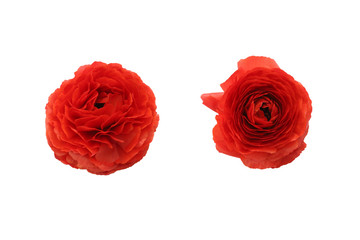 ラナンキュラスの花首