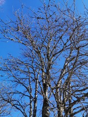 tree against blue sky