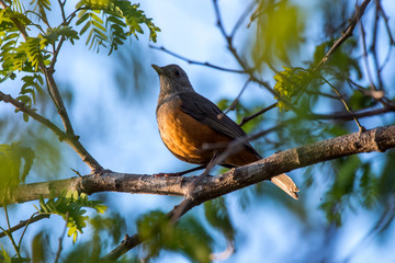Rufous bellied Thrush photographed in Corumba, Mato Grosso do Sul. Pantanal Biome. Picture made in 2017.
