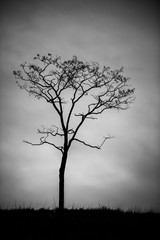 Arbre solitaire dans un champ, ambiance sombre et triste