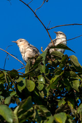 Thrush like Wren photographed in Corumba, Mato Grosso do Sul. Pantanal Biome. Picture made in 2017.