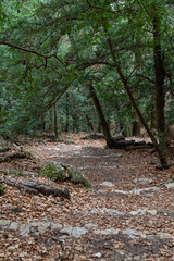 Nature landscape of autumn, Footpath in dark forest, road to grotto Maria Magdalena, The earth is covered with yellow leaves, Pathway with journey concept, Road trip through rows of tree trunks